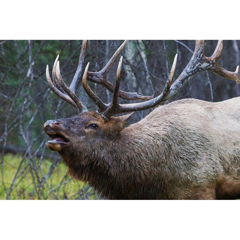 Bull Elk Fleming Black Modern Wood Framed Art Print by Archer, Ken