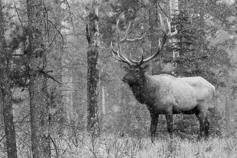 Bull Elk-autumn snow Black Ornate Wood Framed Art Print with Double Matting by Archer, Ken