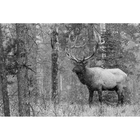 Bull Elk-autumn snow White Modern Wood Framed Art Print by Archer, Ken