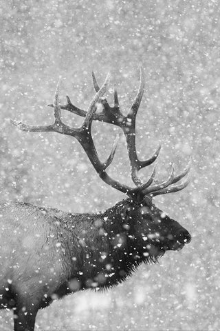Bull Elk-Autumn Snow White Modern Wood Framed Art Print with Double Matting by Archer, Ken