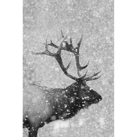 Bull Elk-Autumn Snow Black Modern Wood Framed Art Print by Archer, Ken