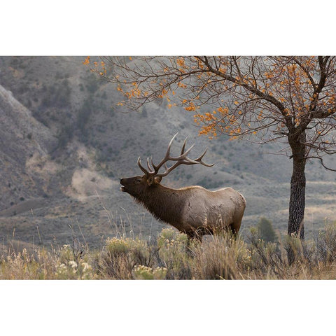 Bull Elk Bugling-morning song Black Modern Wood Framed Art Print with Double Matting by Archer, Ken
