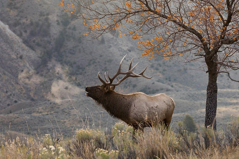 Bull Elk Bugling-morning song Black Ornate Wood Framed Art Print with Double Matting by Archer, Ken
