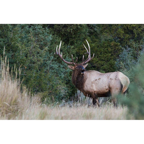 Bull Elk Bugling Black Modern Wood Framed Art Print by Archer, Ken