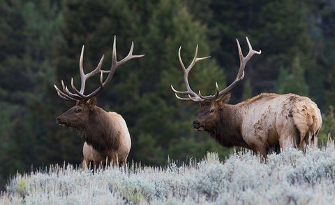 Mature Elk Bulls sizing one another up White Modern Wood Framed Art Print with Double Matting by Archer, Ken