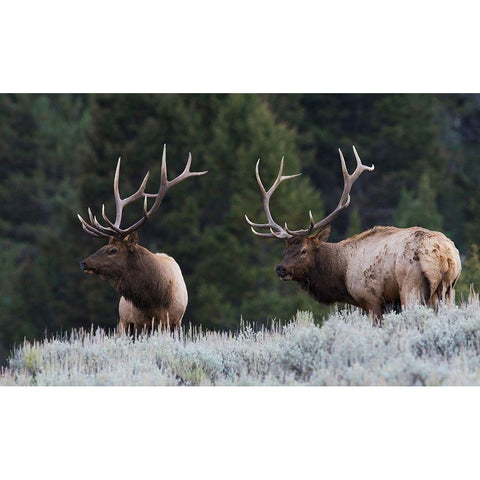 Mature Elk Bulls sizing one another up Black Modern Wood Framed Art Print with Double Matting by Archer, Ken