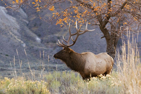 Rocky Mountain Bull Elk-Autumn Morning Black Ornate Wood Framed Art Print with Double Matting by Archer, Ken