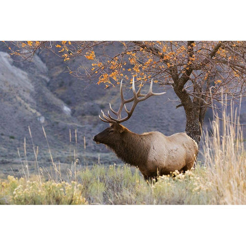 Rocky Mountain Bull Elk-Autumn Morning Gold Ornate Wood Framed Art Print with Double Matting by Archer, Ken