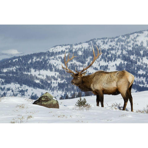 Bull Elk-Winter in the Rockies Black Modern Wood Framed Art Print with Double Matting by Archer, Ken
