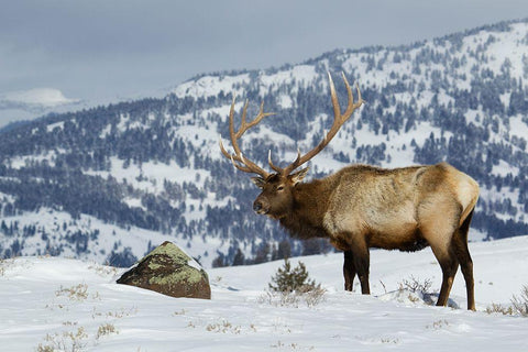 Bull Elk-Winter in the Rockies Black Ornate Wood Framed Art Print with Double Matting by Archer, Ken