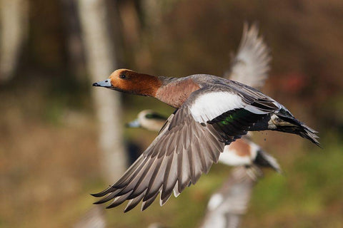 Eurasian Wigeon taking Flight White Modern Wood Framed Art Print with Double Matting by Archer, Ken