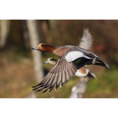 Eurasian Wigeon taking Flight Black Modern Wood Framed Art Print by Archer, Ken
