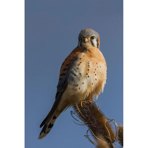 American Kestrel (male) Gold Ornate Wood Framed Art Print with Double Matting by Archer, Ken