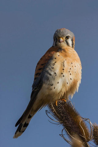 American Kestrel (male) Black Ornate Wood Framed Art Print with Double Matting by Archer, Ken