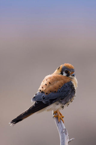 American Kestrel Black Ornate Wood Framed Art Print with Double Matting by Archer, Ken