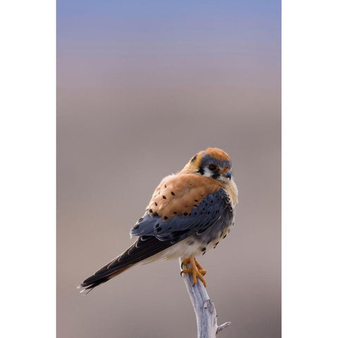 American Kestrel White Modern Wood Framed Art Print by Archer, Ken