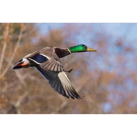 Autumn Mallard Black Modern Wood Framed Art Print with Double Matting by Archer, Ken