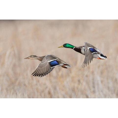 Mallard Duck Pair flying Gold Ornate Wood Framed Art Print with Double Matting by Archer, Ken