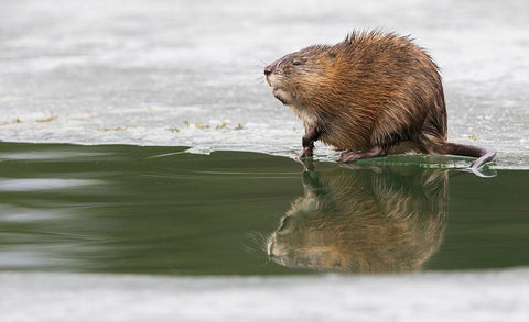 Muskrat-winter foraging from an opening in the ice Black Ornate Wood Framed Art Print with Double Matting by Archer, Ken