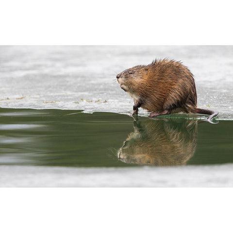 Muskrat-winter foraging from an opening in the ice Black Modern Wood Framed Art Print by Archer, Ken