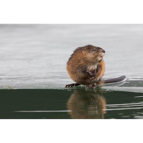 Muskrat-winter foraging Black Modern Wood Framed Art Print with Double Matting by Archer, Ken