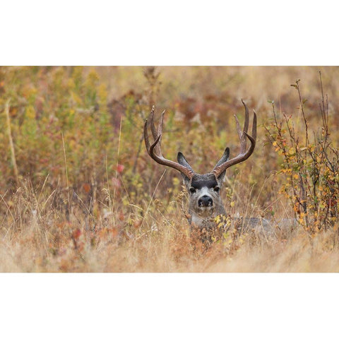 Mule Deer Buck-autumn sprinkle White Modern Wood Framed Art Print by Archer, Ken