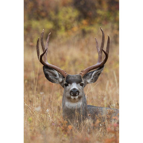 Mule Deer Buck Gold Ornate Wood Framed Art Print with Double Matting by Archer, Ken