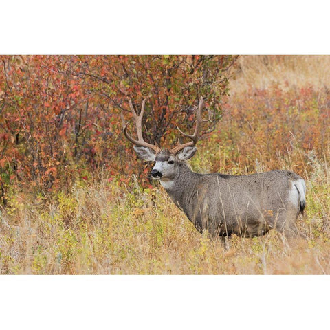 Mule Deer Buck Gold Ornate Wood Framed Art Print with Double Matting by Archer, Ken