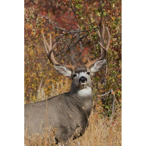 Alert Mule Deer Buck Gold Ornate Wood Framed Art Print with Double Matting by Archer, Ken