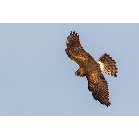 Northern Harrier-hunting Gold Ornate Wood Framed Art Print with Double Matting by Archer, Ken