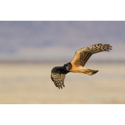 Northern Harrier Hawk (immature) Black Modern Wood Framed Art Print by Archer, Ken