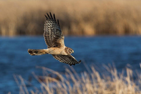 Northern Harrier Hunting Black Ornate Wood Framed Art Print with Double Matting by Archer, Ken