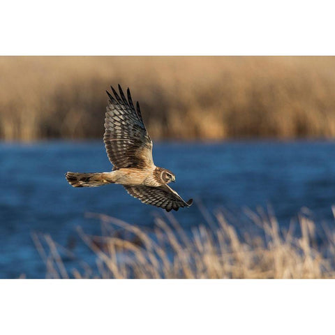 Northern Harrier Hunting Black Modern Wood Framed Art Print with Double Matting by Archer, Ken