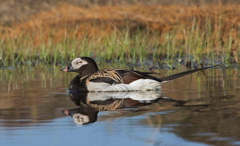 Long-tailed Duck-drake in arctic tundra pond White Modern Wood Framed Art Print with Double Matting by Archer, Ken