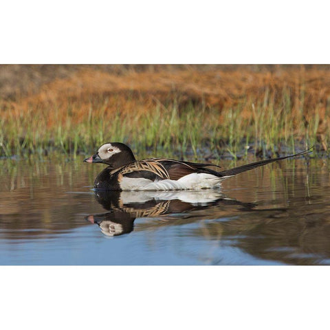 Long-tailed Duck-drake in arctic tundra pond Black Modern Wood Framed Art Print with Double Matting by Archer, Ken