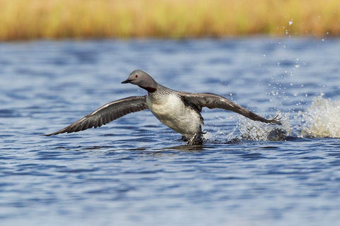 Red-throated Loon-courtship display Black Ornate Wood Framed Art Print with Double Matting by Archer, Ken