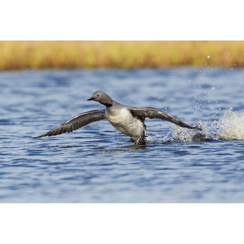 Red-throated Loon-courtship display Gold Ornate Wood Framed Art Print with Double Matting by Archer, Ken