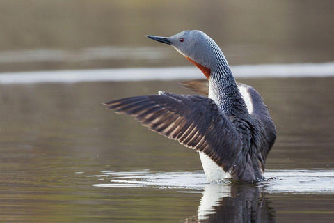 Red-throated Loon Drying Wings White Modern Wood Framed Art Print with Double Matting by Archer, Ken