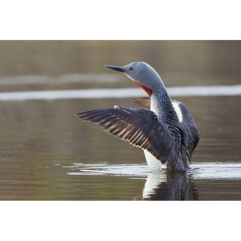 Red-throated Loon Drying Wings White Modern Wood Framed Art Print by Archer, Ken