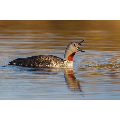 Red-throated Loon Calling White Modern Wood Framed Art Print by Archer, Ken