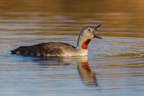 Red-throated Loon Calling White Modern Wood Framed Art Print with Double Matting by Archer, Ken