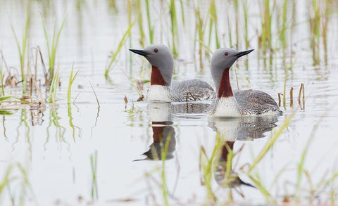Red-throated Loon Pair White Modern Wood Framed Art Print with Double Matting by Archer, Ken