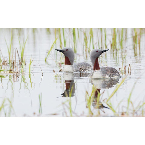Red-throated Loon Pair Gold Ornate Wood Framed Art Print with Double Matting by Archer, Ken