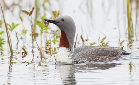 Red-throated Loon White Modern Wood Framed Art Print with Double Matting by Archer, Ken