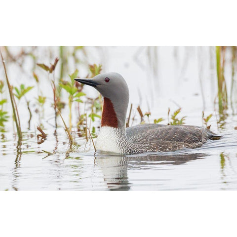 Red-throated Loon Black Modern Wood Framed Art Print by Archer, Ken