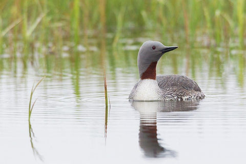 Red-throated Loon White Modern Wood Framed Art Print with Double Matting by Archer, Ken