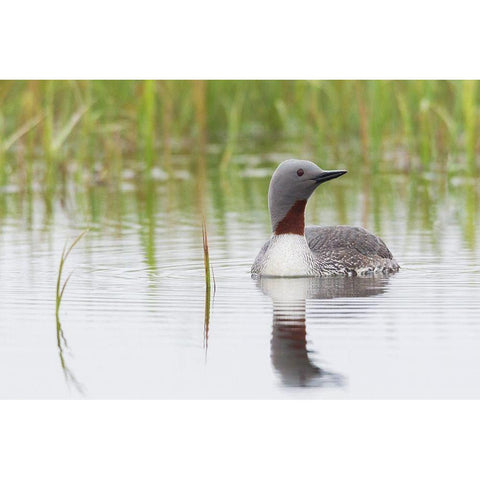 Red-throated Loon Black Modern Wood Framed Art Print with Double Matting by Archer, Ken