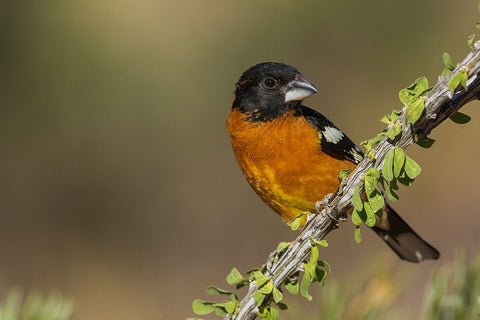 Black-headed grosbeak Black Ornate Wood Framed Art Print with Double Matting by Archer, Ken