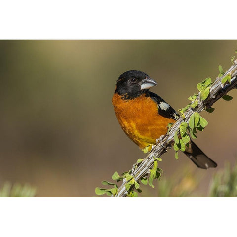 Black-headed grosbeak Black Modern Wood Framed Art Print by Archer, Ken