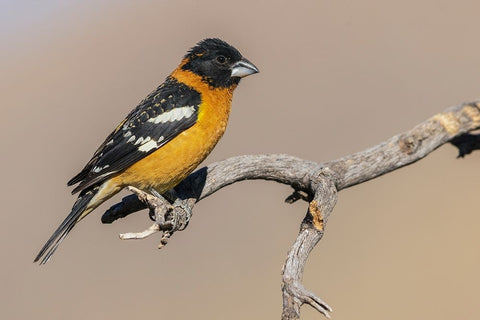 Black-headed grosbeak Black Ornate Wood Framed Art Print with Double Matting by Archer, Ken